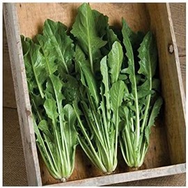 David's Garden Seeds Leafy Greens Chicory Dandelion Catalogna Special 100 Non-GMO, Heirloom Seeds