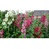 RAISE ME UP: Seeds Hollyhock Spring Mix Perennial Flowers