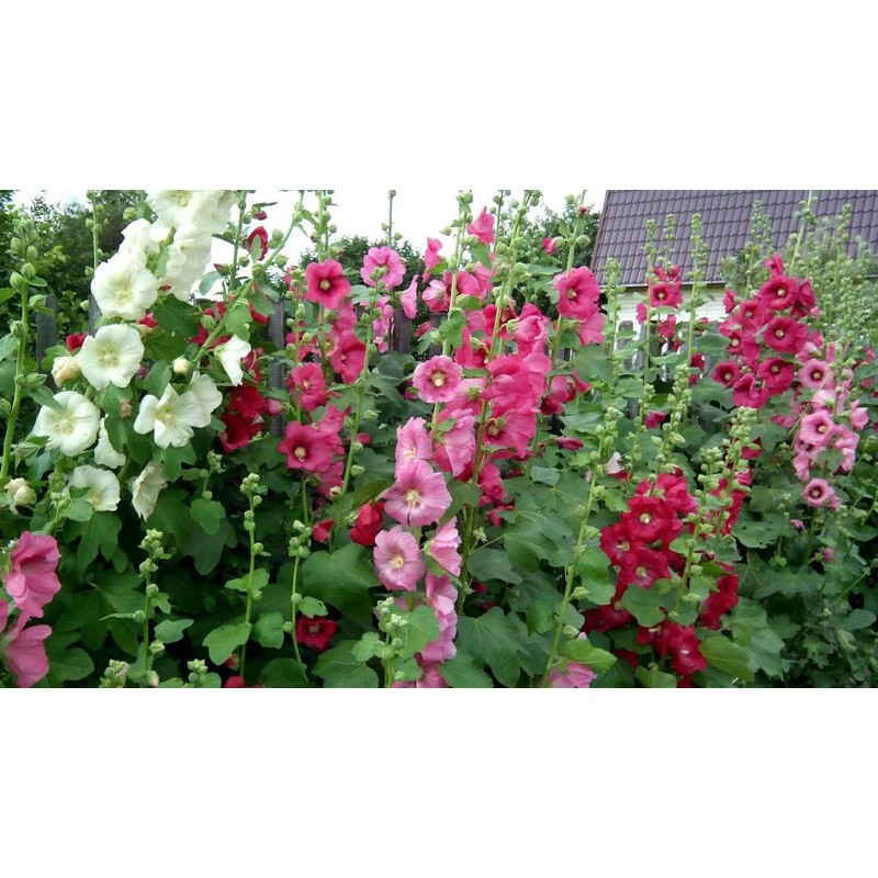 RAISE ME UP: Seeds Hollyhock Spring Mix Perennial Flowers