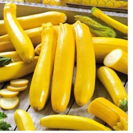 Womack Farm Premier Golden Zucchini, 25 Fresh seeds, Heirloom~Organ
