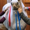 Tmax Canine & Equine Kinesiology Tape | Veterinary Medical Tape