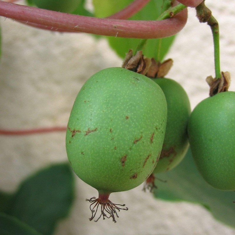 Hardy Kiwi Seeds (Actinidia arguta) Packet of 20 Seeds
