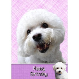 Bichon Frise Birthday Card