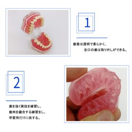 Dental Model Dental Explanation Model Dental Implant Dental Model Upper and Lower Jaw Model for Research and Treatment Instructions Removable