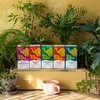 Tea India Chai Tea Bags (4 Packs of 40 Biodegradable