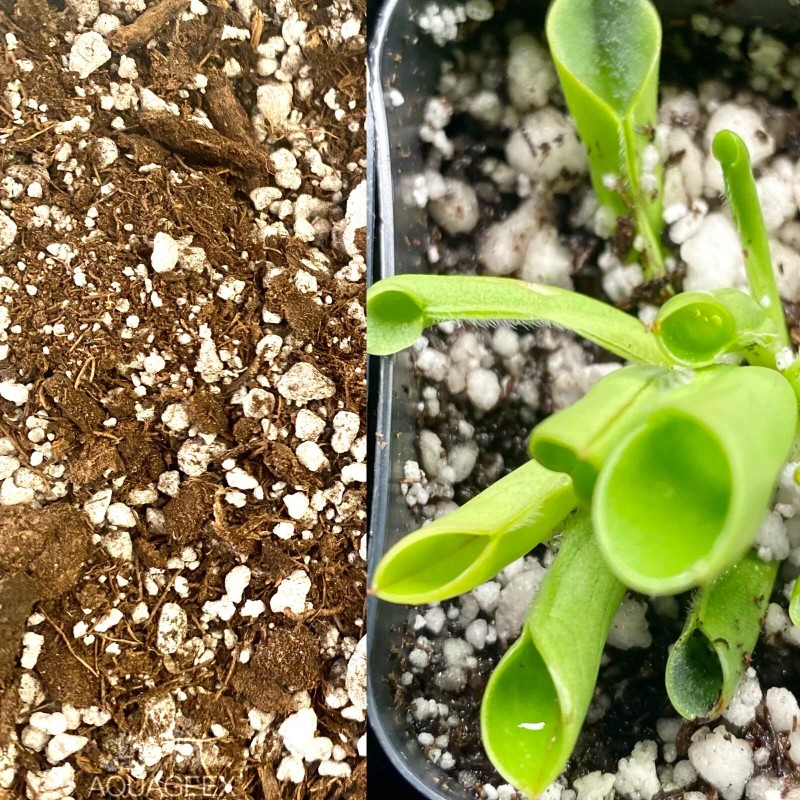 Unb Carnivorous Plants Potting Soil Mix Venus FlyTrap Drosera Pitcher