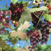 100+ Pcs Grape Seeds for Planting
