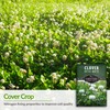 1 Pack Dutch White Clover Seeds for Planting with Instructions