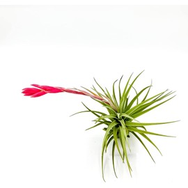 ragnaroc Live Air Plants – Flowering Tillandsia Dianne, Jumbo 6-8" - 2ct - Live Arrival Guaranteed - House Plants for Home Decor & Gift