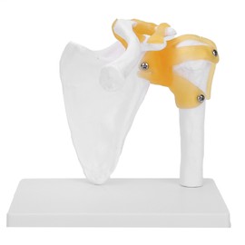 1:1 Life Size Human Anatomy Shoulder Joint Model Shoulder Blade Model with Ligaments
