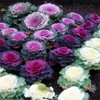 RAISE ME UP: Seeds Flowering Kale Mix Large Leaf Decorative