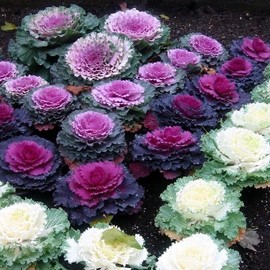 RAISE ME UP: Seeds Flowering Kale Mix Large Leaf Decorative Cabbage Ornamental Non GMO Heirloom
