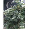 2 Live Swedish Ivy Silver Plants 4-6in Indoor Outdoor Houseplants