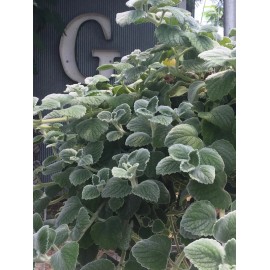 2 Live Swedish Ivy Silver Plants 4-6in Indoor Outdoor Houseplants