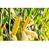 Organic Yellow Whole Corn, 1.5 Pounds - Non-GMO Maize, Cleaned