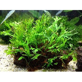 AquaLeaf Aquatics Mini Java Fern Windelov on Driftwood (2-3 Inches)