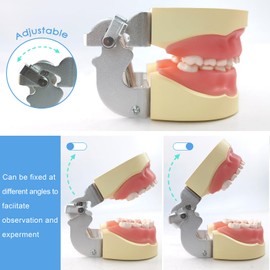 MediTrainer Child Typodont Teeth Model，Comes with 24 removable teeth for Children to teach cleaning and demonstrate educational dental care.