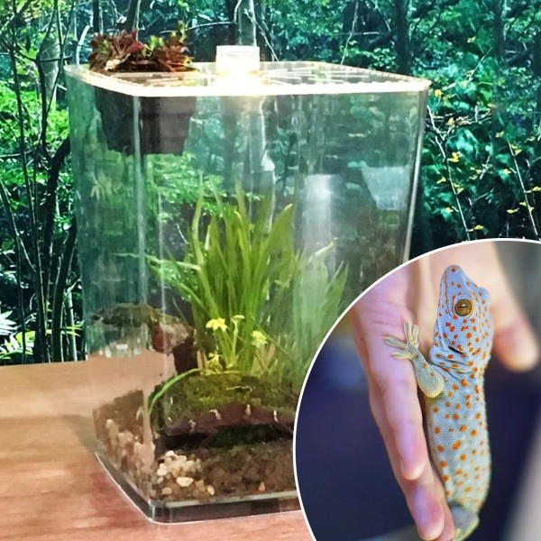 Unbranded Acrylic Terrarium Tank Reptile Terrarium Gecko Lizard Snake Spider