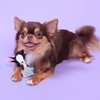 PET LONDON Chihuahua Character Tiny Dog Toy - Teacup Breed