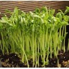 Axel's Garden Seeds Mammoth Snow Sugar Pea MICROGREEN Seeds |