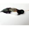 TIGA Toys Bettie Blacky bird cat toy feather teaser