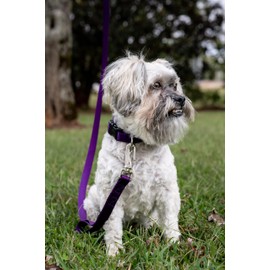 Country Brook Petz - 33 Vibrant Colors - American Made Deluxe Nylon Dog Collar with Buckle (Extra Small, 3/8 Inch Wide, Purple)