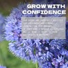 Echinops Seeds Pack - Beautiful Garden Flowers Seeds