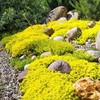 21000+ Mixed Creeping Thyme Seeds - Thymus serpyllum, Fast-Growing Drought-Tolerant