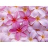 Hawaiian Rare Plumeria Frangipani Plant Planta Cuttings Red, White, Yellow,