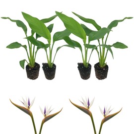 Live White Birds of Paradise Plant - 'White Birds of Paradise' Strelitzia nicolai - ragnaroc Tropical Plant 9-14” Tall - 4ct - Live Arrival Guaranteed - House Plants for Home Decor & Gift