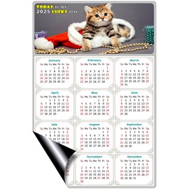 2025 Magnetic Calendar - Calendar Magnets - Today is my Lucky Day - (Fade, Tear, and Water Resistant) - Cat Themed 023 (5.25 x 8)