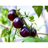 Seeds Blue Tomato 20+ Seeds to Grow Heirloom Dark-Blue Tomato