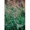 Ornamental Grass Seed - Hierochloe Odorta Sweet Grass Seed