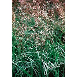 Ornamental Grass Seed - Hierochloe Odorta Sweet Grass Seed