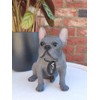 Vivid Arts (Blue French Bulldog Sitting