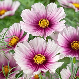 zellajake Rare Flower Cosmos Seeds 200+ Day Dream Cosmos Flower Seeds