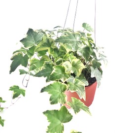 Live Glacier English Ivy Available in 4" and 6" Pot - A Stunning Indoor and Outdoor Vine Houseplant (6" Pot)
