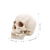 Healvian 1：1 Human Skull Model Realistic Skeleton Bones 7.47 Inch