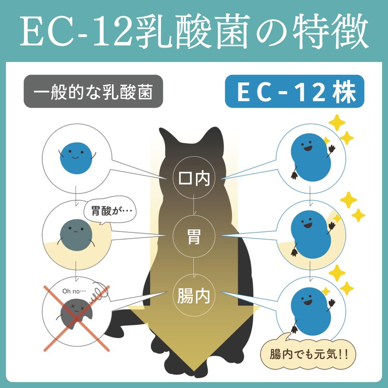 HUGME SHOP Kokona Cat Lactic Acid Bacteria Enzyme Supplement, Highly