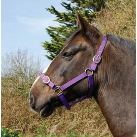 Rhinegold Nylon Headcollar - Cob - Purple