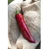 Big Jim Numex New Mexico Hot Pepper Premium Seed Packet + More
