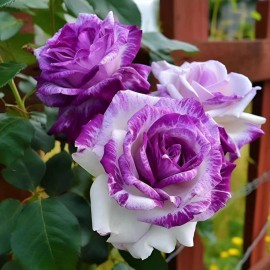 Nygardenia 20pcs Rare Purple and White Twin Rose Seeds - Captivating Garden Contrasts.