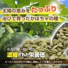 Tabefuku Pumpkin Seeds, Ungrilled, 8.8 oz (250 g), Pumpkin Seeds,