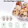 FIGFYOU Pack of 50 Quail Egg Boxes, Egg Boxes, Quail,