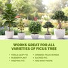TPS NUTRIENTS Ficus Tree Fertilizer for All Ficus, Fig and