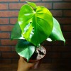 Odd Frond Monstera Deliciosa Tropical Split Leaf Plant in 6