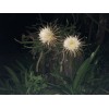 Cactus 20 Night Blooming Cereus Cactus Bulk Cacti Easy to
