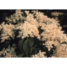 Japanese Lilac Tree 'Syringa reticulata' - 40 Seeds