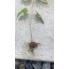 Tree Silver Maple Tree 4“-8" Sapling Seedling (5 Pack) Live