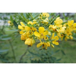 Serendipity Seeds Cassia siamea Kassod Tropical Tree Seeds Bright Yellow Blooms Popcorn Scented Leaves Summer-Fall Good Container Gardening or Standard (20)
